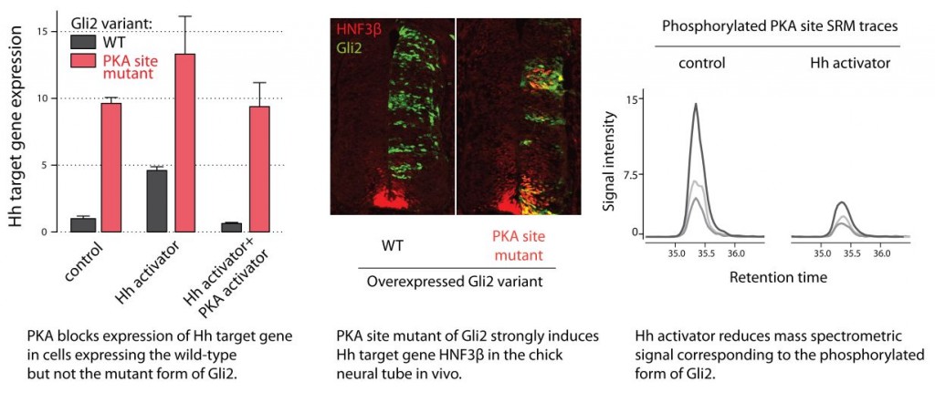 Left - bar graph with Hh target gene expression, middle - sections of spinal cord, right - mass spectrometry traces